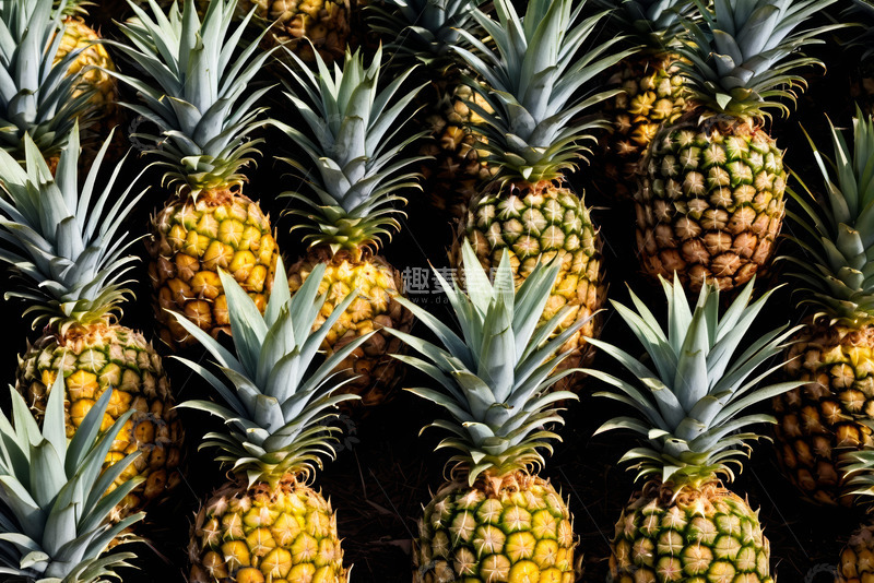 高清大图下载【趣麦麦图】大量菠萝特写画面