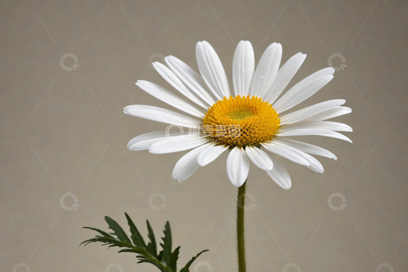 高清大图下载【趣麦麦图】特写白色雏菊花朵素材