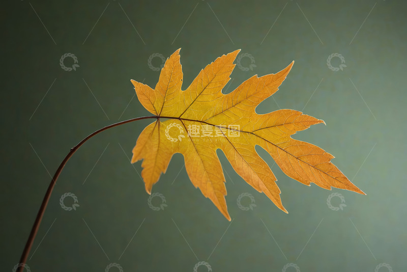 高清大图下载【趣麦麦图】特写黄色枫叶