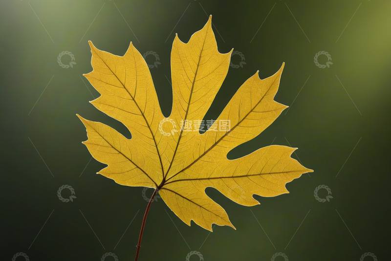 高清大图下载【趣麦麦图】特写黄色枫叶自然风光