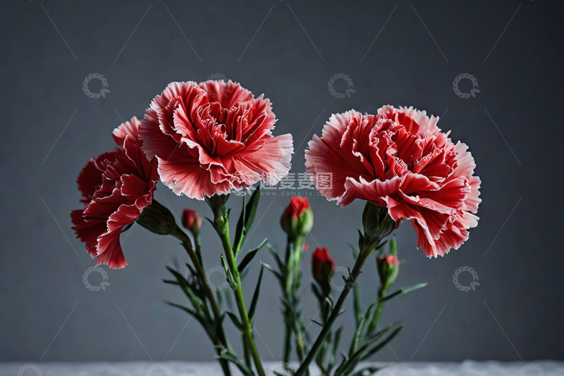 高清大图下载【趣麦麦图】红色康乃馨花卉特写