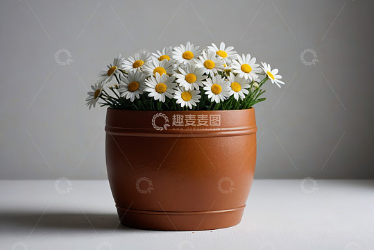 陶盆中盛放的白色雏菊