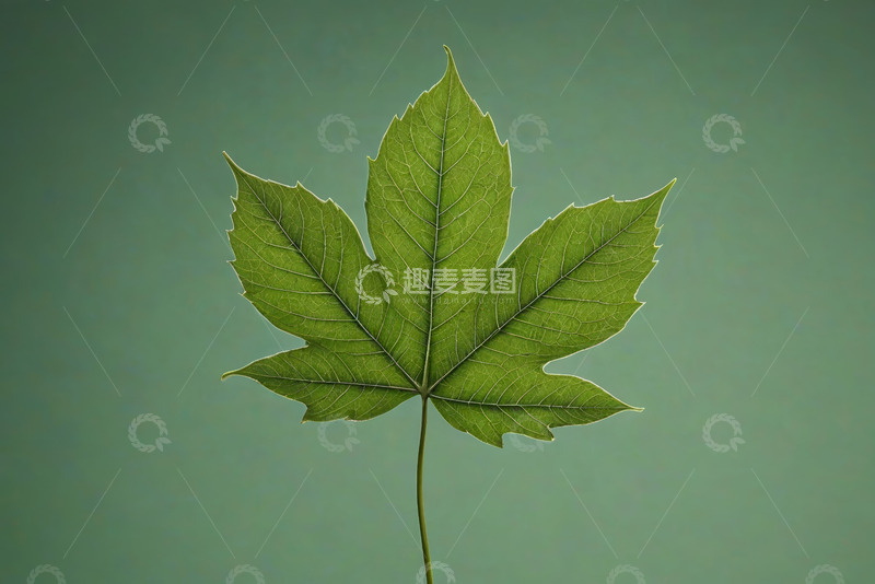 高清大图下载【趣麦麦图】绿色枫叶特写素材