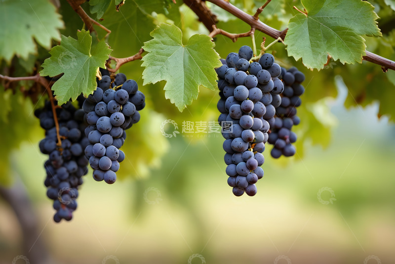 高清大图下载【趣麦麦图】枝头成熟紫葡萄特写