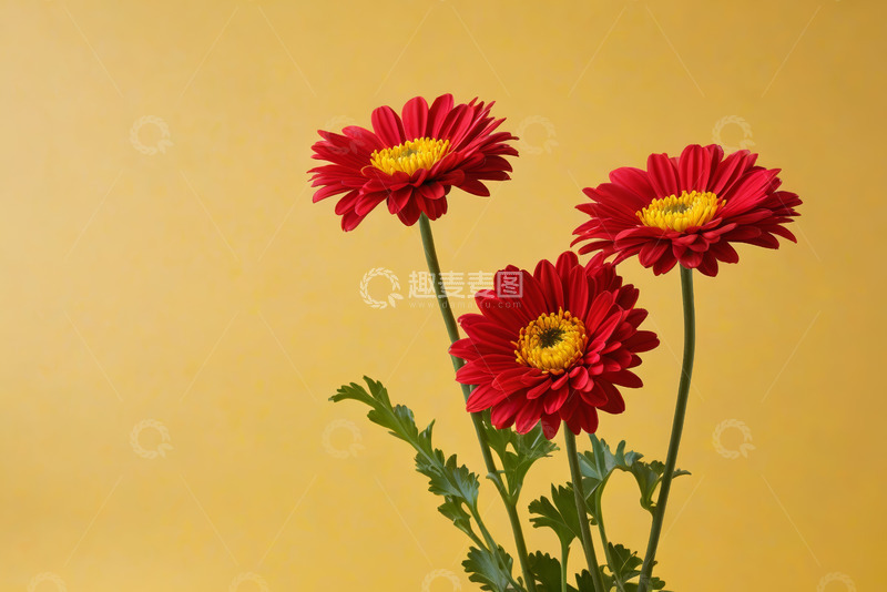 高清大图下载【趣麦麦图】黄色背景下的红色花卉