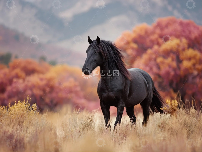 高清大图下载【趣麦麦图】秋日旷野里骏马的悠然身影