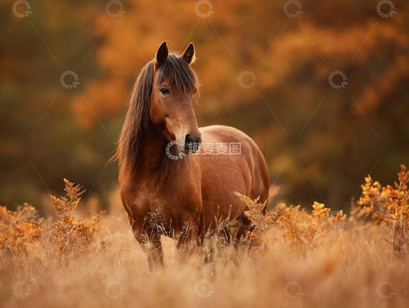 高清大图下载【趣麦麦图】秋草漫野间的骏马像