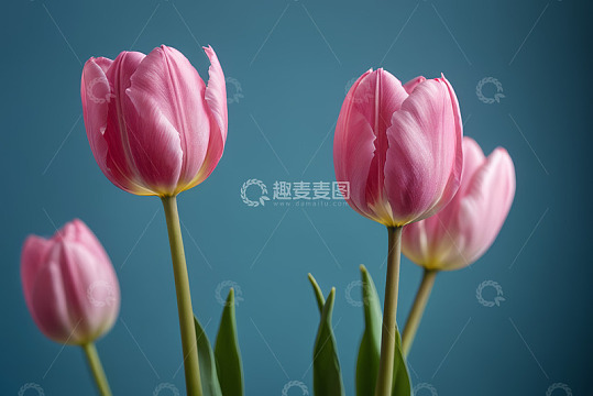 粉色郁金香特写