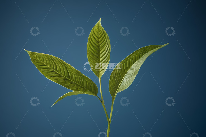 高清大图下载【趣麦麦图】蓝色背景下的绿色植物叶子