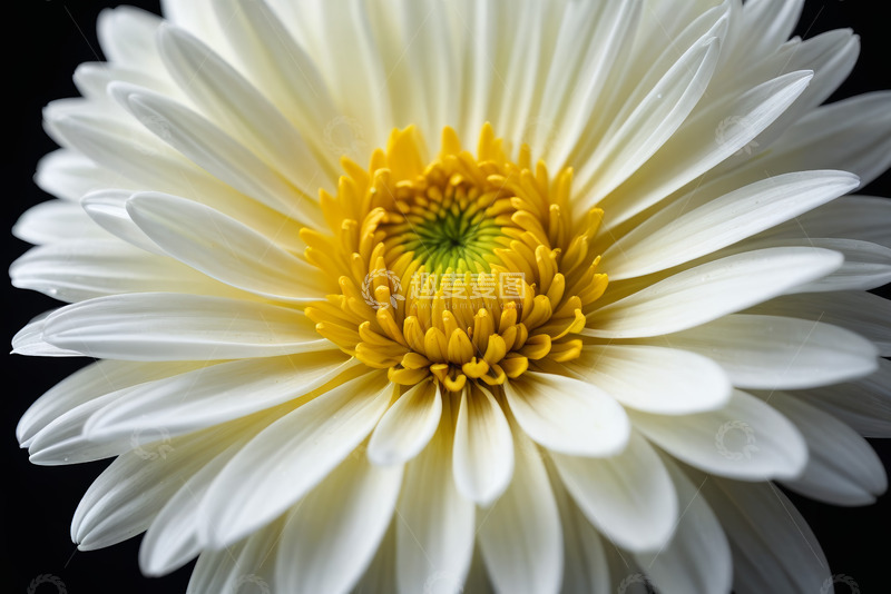 高清大图下载【趣麦麦图】白色菊花微距特写
