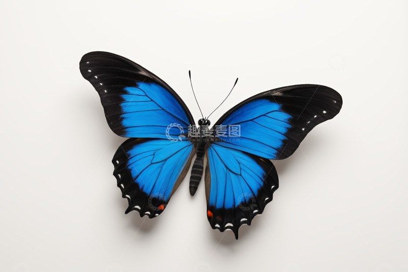 高清大图下载【趣麦麦图】蓝色蝴蝶特写