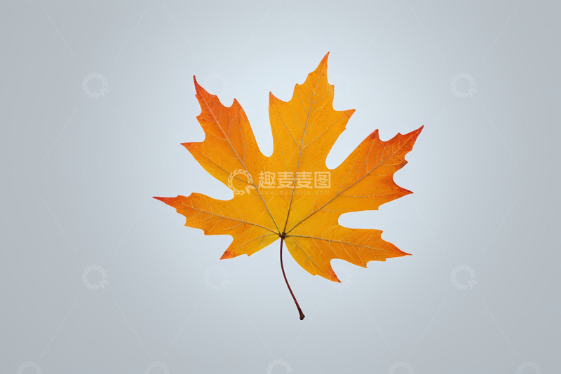高清大图下载【趣麦麦图】单枚橙黄色枫叶特写