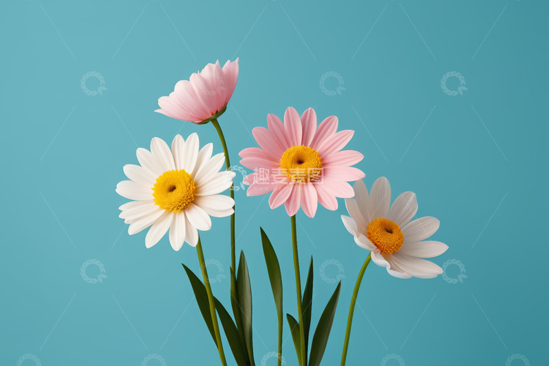 高清大图下载【趣麦麦图】蓝背景下绽放的粉色白色雏菊