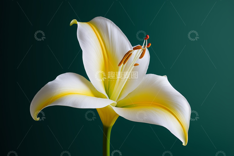 高清大图下载【趣麦麦图】白色百合花特写