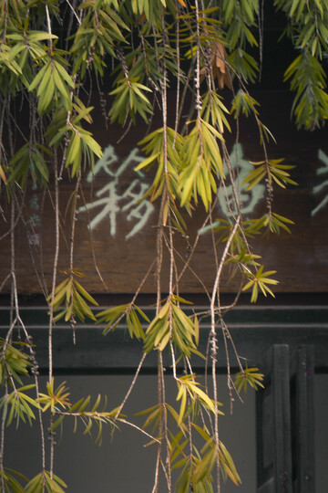 园林垂柳古风建筑风景摄影