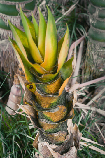 竹林竹笋生长特写摄影