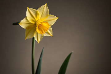 黄色水仙花特写