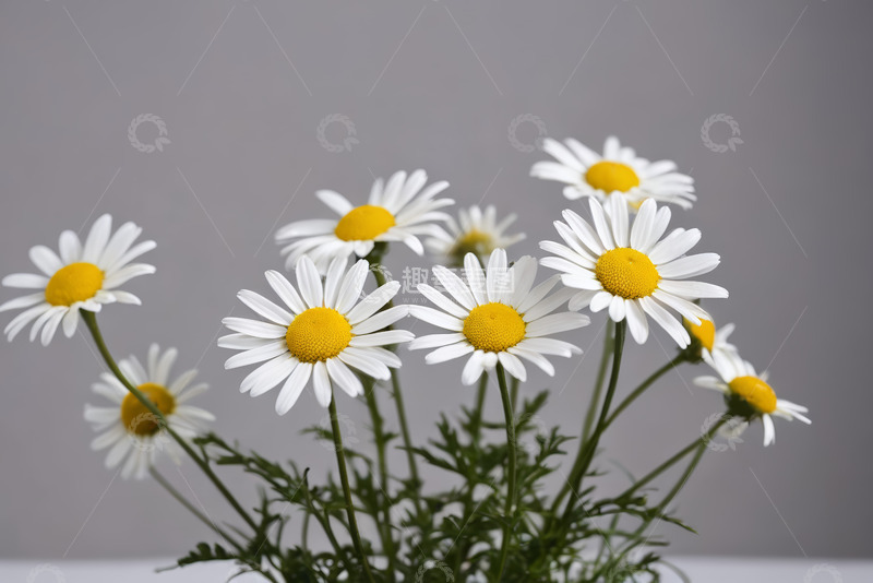 高清大图下载【趣麦麦图】白色雏菊特写素材