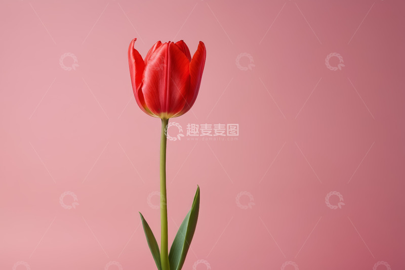 高清大图下载【趣麦麦图】红色郁金香特写