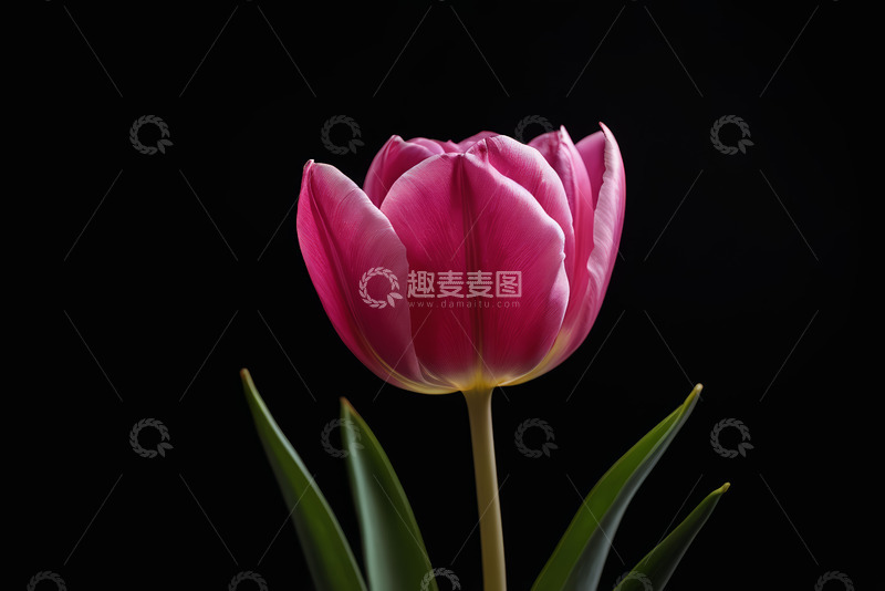 高清大图下载【趣麦麦图】粉色郁金香特写