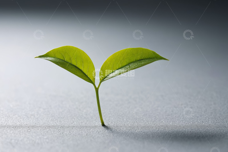 高清大图下载【趣麦麦图】新生绿叶特写