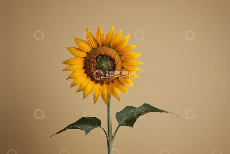 高清大图下载【趣麦麦图】单株向日葵特写
