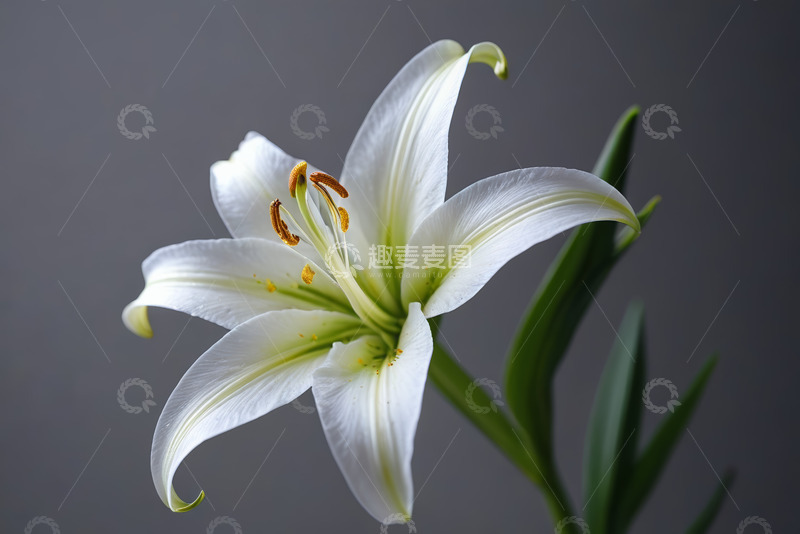 高清大图下载【趣麦麦图】白色百合花特写