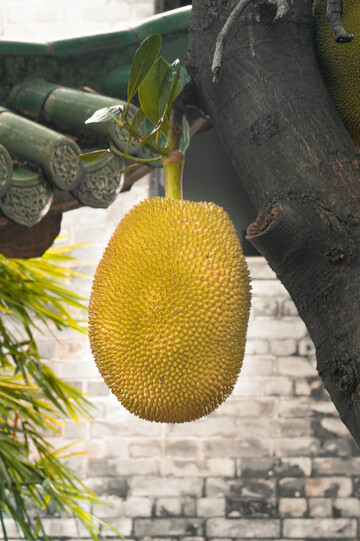 热带水果果实菠萝蜜挂枝头