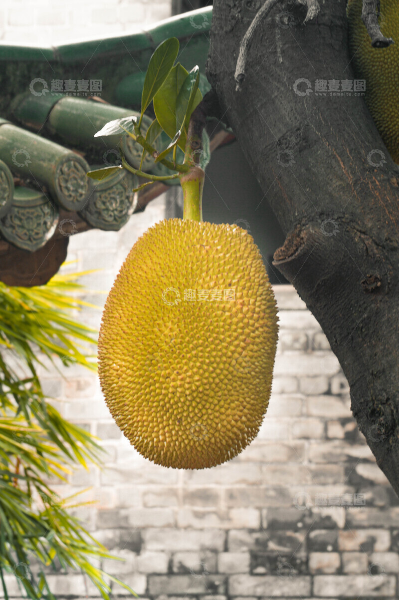 高清大图下载【趣麦麦图】热带水果果实菠萝蜜挂枝头
