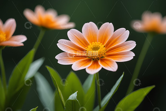 特写粉色橙色相间花卉