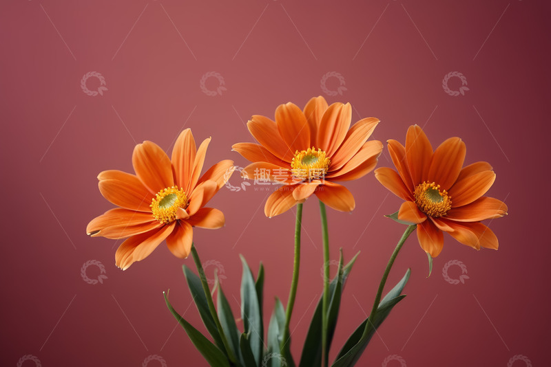 高清大图下载【趣麦麦图】橙黄色花朵特写