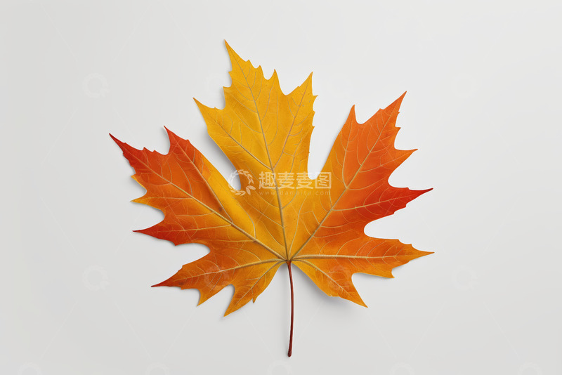 高清大图下载【趣麦麦图】橙黄色枫叶特写