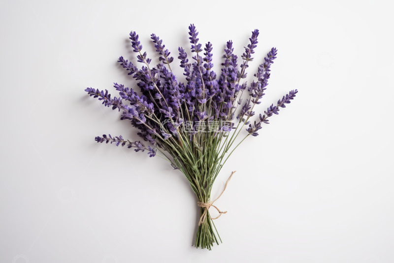 高清大图下载【趣麦麦图】紫色薰衣草花束特写