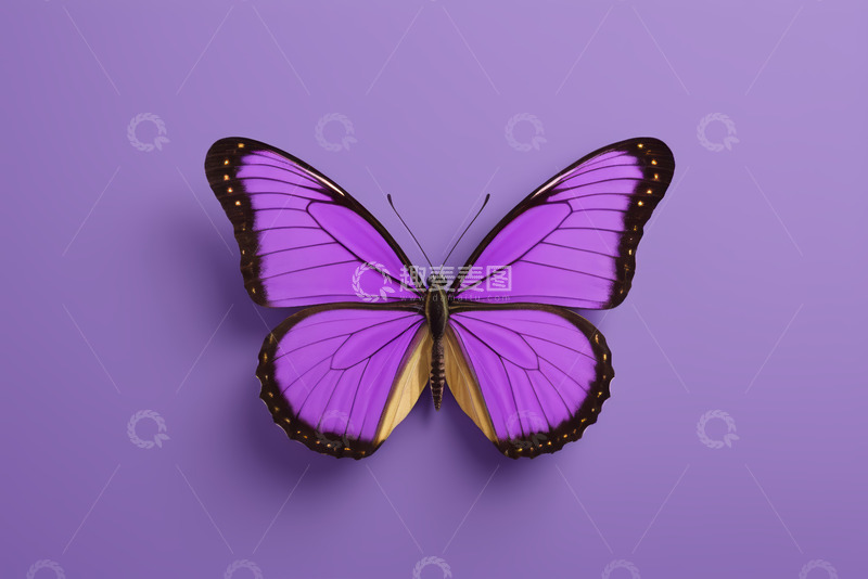 高清大图下载【趣麦麦图】紫色背景上的蝴蝶特写