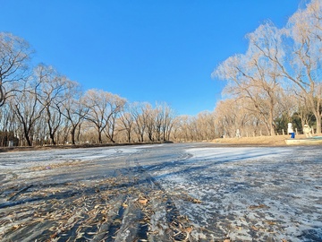 冬日冰湖树木景观摄影