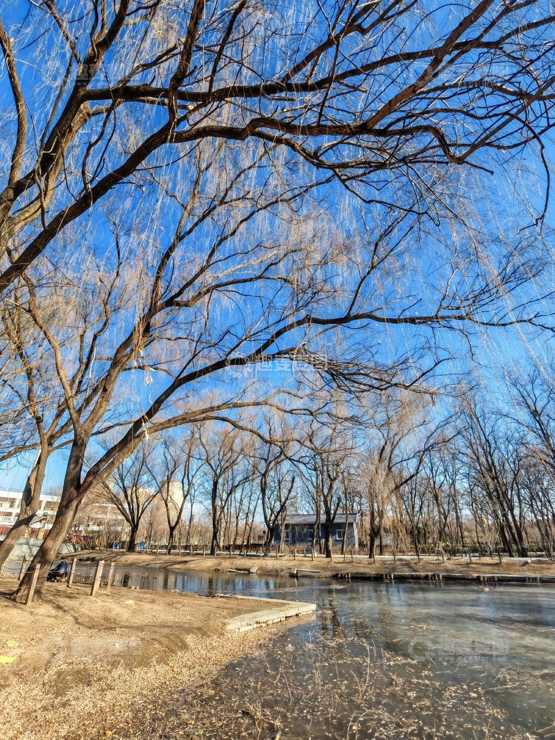 高清大图下载【趣麦麦图】冬日河畔枯树景观
