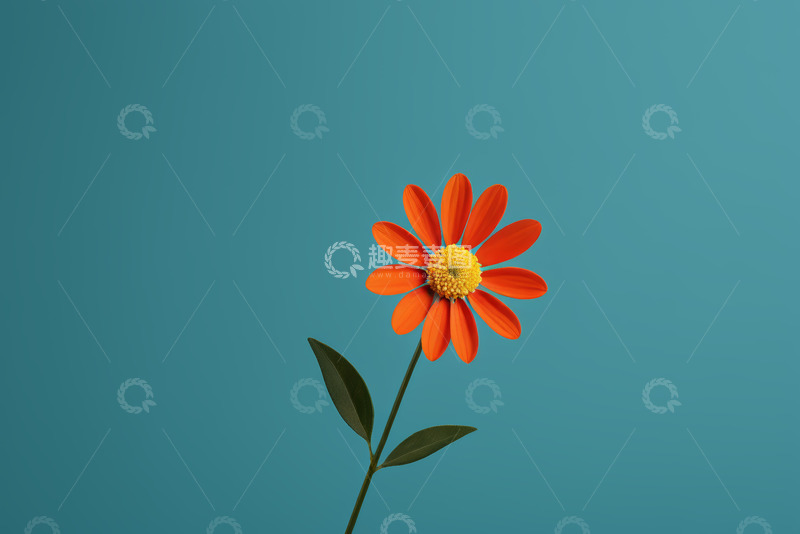 高清大图下载【趣麦麦图】蓝色背景下的橙色单朵花卉