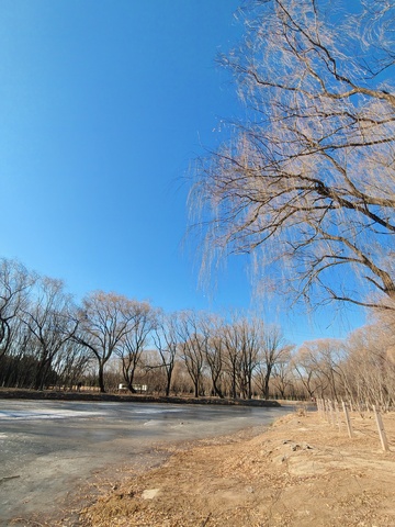 冬日冰湖枯树林风景照