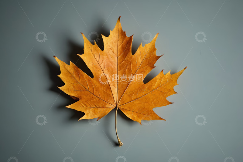 高清大图下载【趣麦麦图】黄色枫叶特写素材