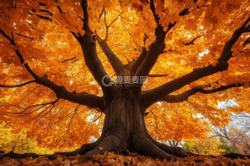 高清大图下载【趣麦麦图】秋季树林里的一颗大树