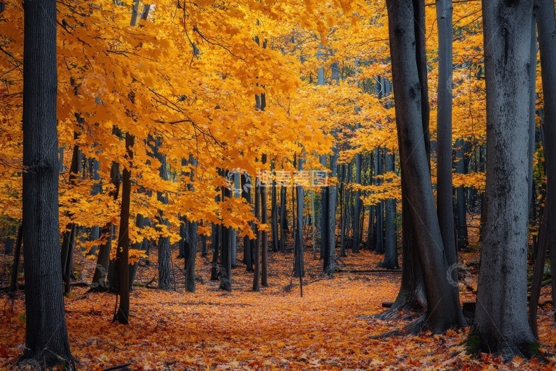 高清大图下载【趣麦麦图】秋季枫树林树木美景
