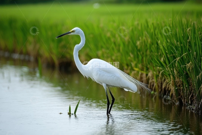 高清大图下载【趣麦麦图】站在稻田里的一只白鹤