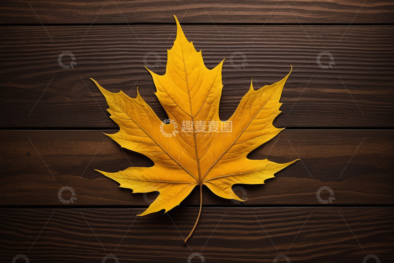 高清大图下载【趣麦麦图】木质背景上的黄色枫叶