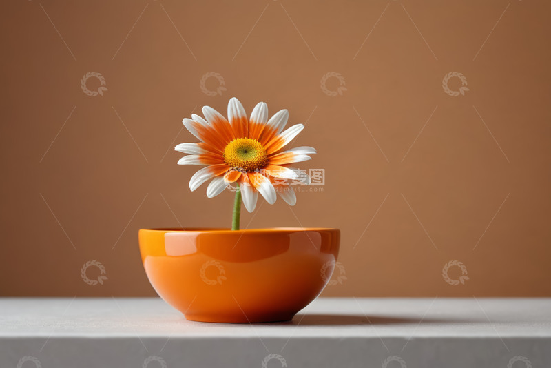 高清大图下载【趣麦麦图】橙色碗中盛放的单支雏菊