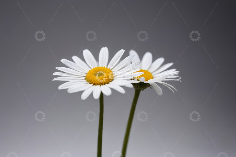 高清大图下载【趣麦麦图】两朵白色雏菊特写