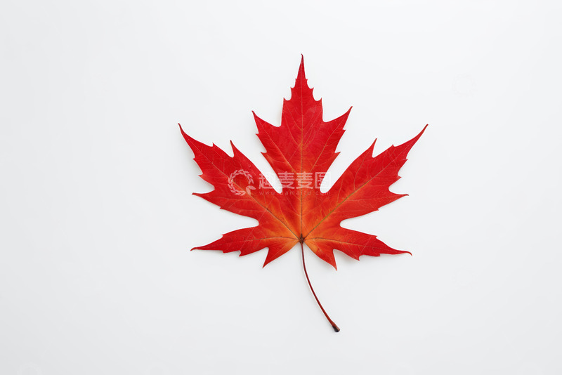 高清大图下载【趣麦麦图】白色背景上的红色枫叶