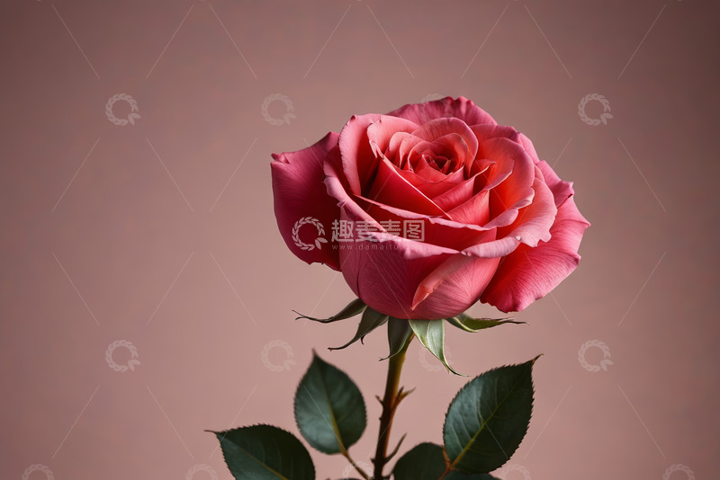 高清大图下载【趣麦麦图】粉色玫瑰花特写
