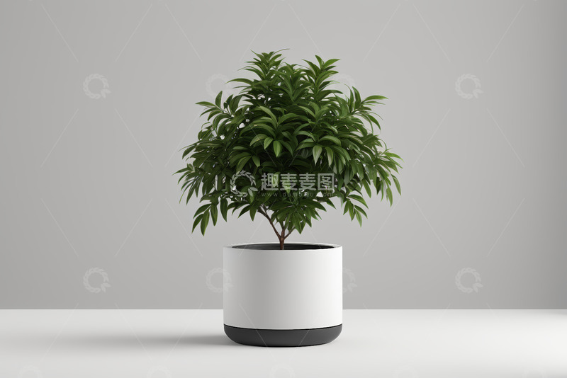 高清大图下载【趣麦麦图】白色花盆中绿植盆栽