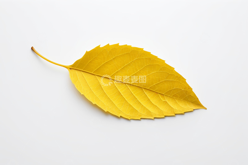 高清大图下载【趣麦麦图】黄色树叶特写素材
