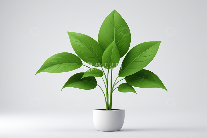 高清大图下载【趣麦麦图】白色花盆中的绿叶植物